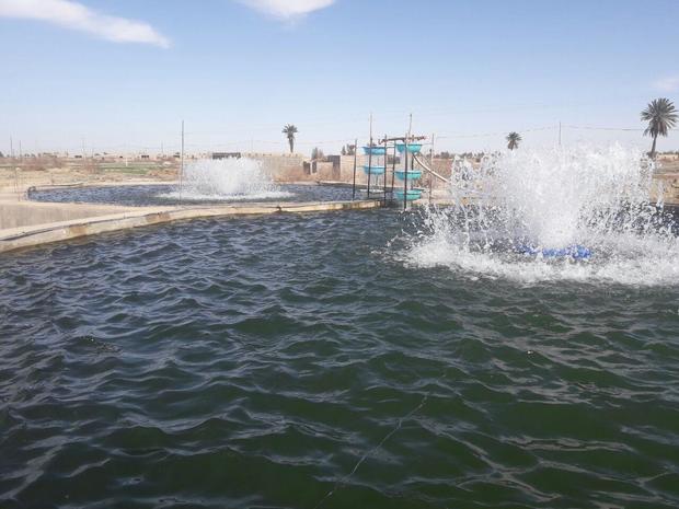 رئیس شیلات: طرح رها سازی بچه ماهی قزل آلا در شهرستان زابل آغاز شد