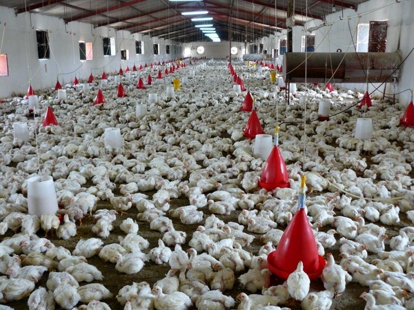 راه‌اندازی کارخانه جوجه یکروزه در خاش به ظرفیت ۱۷میلیون قطعه در سال  57 درصد گوشت مرغ سیستان و بلوچستان در استان تامین می شود