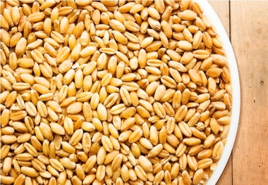 11هزار و 123 تن بذر گندم در بوشهر تولید شد