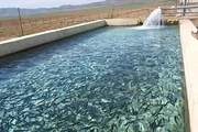 دامغان ۵۵ استخر پرورش ماهی دارد  تولید ۲۸۰ تن گوشت ماهی