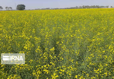 ۳۰ درصد کشت محصولات زراعی قزوین بهاره هستند