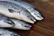 بهترین روش پخت ماهی برای جذب امگا 3 چیست؟