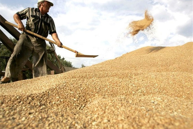 430 هزار تن گندم در استان مرکزی ذخیره سازی شد