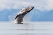 عکس روز نشنال جئوگرافیک؛ پرش تماشایی نهنگ