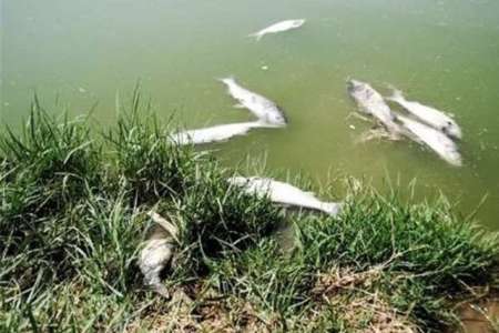 تلف شدن صدها ماهی در رودخانه تیره دورود در سایه فقدان قوانین محکم زیست محیطی