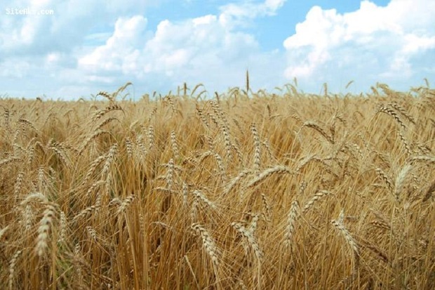 برداشت گندم در باشت 50 درصد کاهش یافت