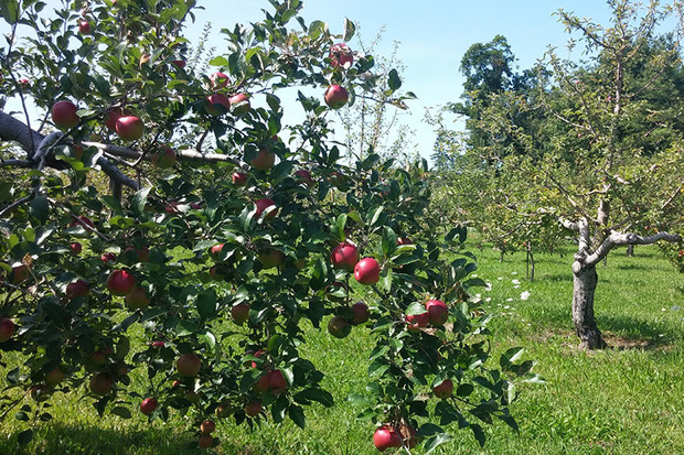 4800 تن سیب درختی در خمین برداشت شد