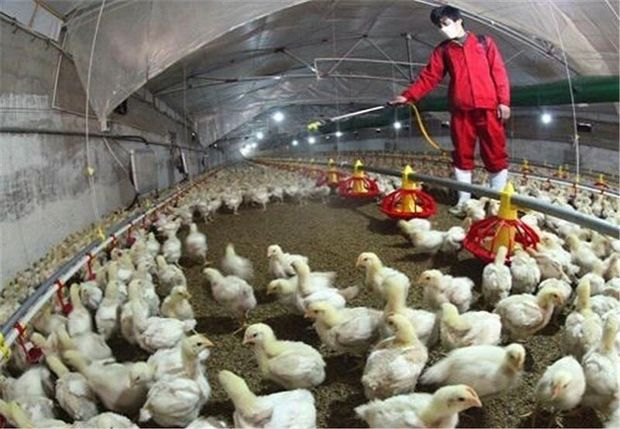 مدیرکل دامپزشکی: صنعت طیور مازندران پاک از آنفلوانزا مرغی است