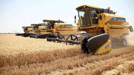 14 هزار تن گندم امسال از مزارع کشاورزی زابل برداشت می شود