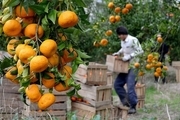 بخش کشاورزی و صنعت کرمان با وزارت خارجه ارتباط برقرار می‌کند