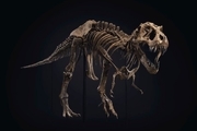 کشف اسکلت کامل دایناسور 96  میلیون سال پیش + فیلم