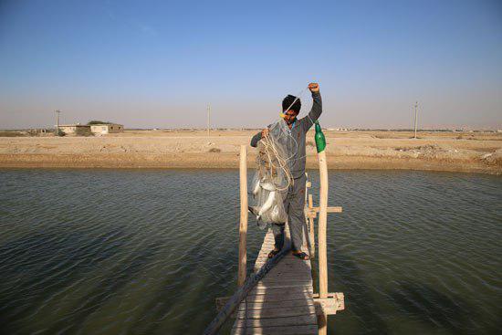 فرماندارتنگستان: اجرای طرح های پرورش ماهی  با قوت دنبال می شود