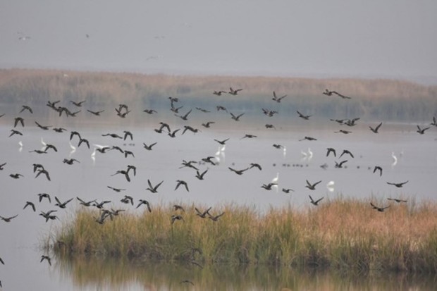 پرندگان مهاجر در سد رزه درمیان فرود آمدند