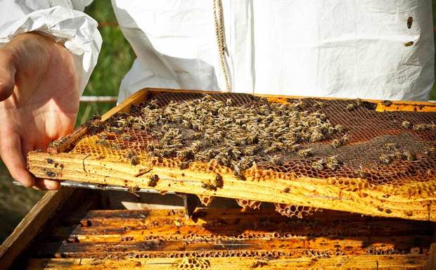 تولید بیش از 22000 تن عسل در آذربایجان غربی