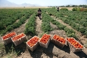 زنجیره ارزش گوجه‌فرنگی در کرمانشاه تکمیل می‌شود