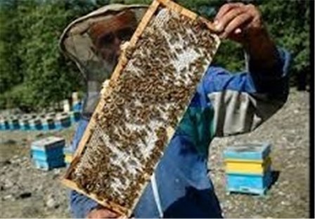 نهاوند دومین تولید کننده عسل در استان است