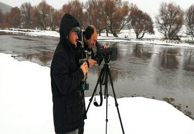 سرشماری ۲۰ گونه از پرندگان آبزی و کنارآبزی در بوکان