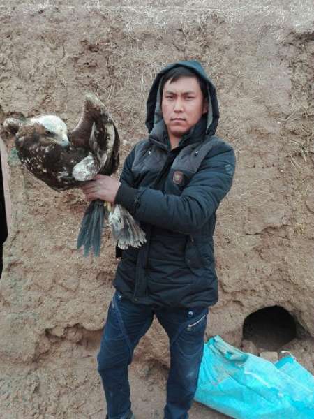 شهروند فریمانی جان یک پرنده شکاری را نجات داد