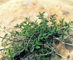 خطر انقراض ۵۰گونه گیاه دارویی و خوراکی در آذربایجان غربی