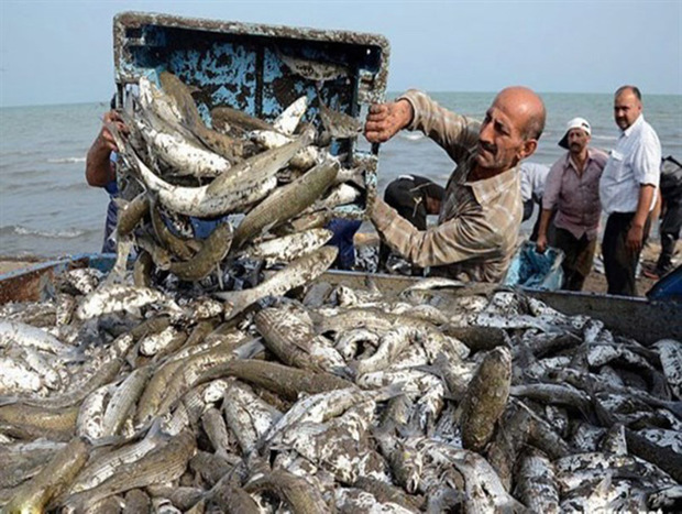 صید کم سابقه 40 تن ماهی در شرق گیلان