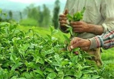 خرید41هزار تن برگ سبزچای ازچایکاران