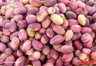 قیمت پسته خام کیلویی ۷۵ هزار تومان!
