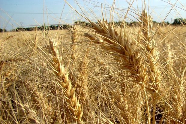 امسال بیش از 13 میلیون تُن گندم در کشور برداشت می شود