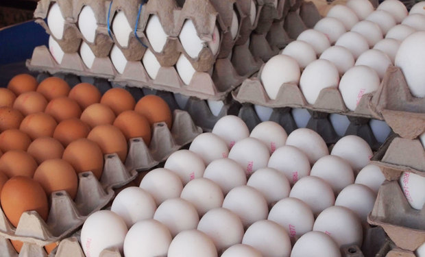 برگشت آرامش به بازار تخم مرغ در فارس