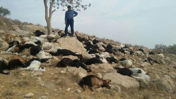 87 گوسفند در روستای فوسک کرمان تلف شد