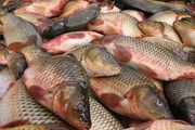 تولید 216 تن ماهی گرمابی در آستارا