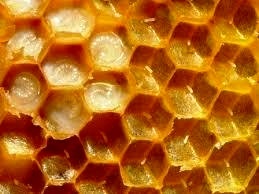 تولید 900 تن عسل به ارزش 450 میلیارد در تنکابن