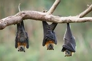 شناسایی ویروسی مرگبار در خفاش‌ها
