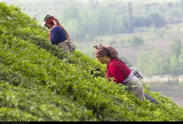 36 هزار تن برگ سبز چای از چایکاران خریداری شد