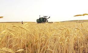 خرید 600 هزار تن گندم مازاد بر نیاز کشاورزان استان اردبیل