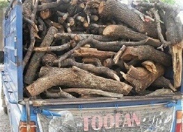 کشف 1 تن و 500 کیلو چوب قاچاق بلوط در" کیار"