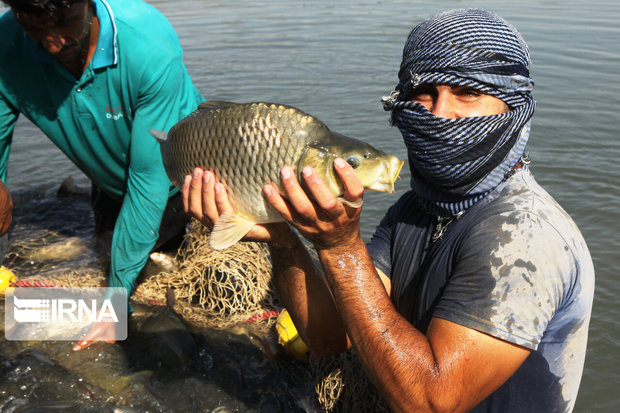 پرورش ماهی کسب و کاری نوپا در قلعه‌گنج