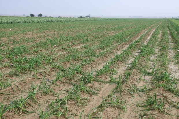 بارندگی به سه هزار و 600 هکتار زمین کشاورزی اندیمشک خسارت زد