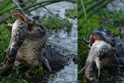 تمساح هم‌نوع‌خوار تمساح شکار می کند! + عکس
