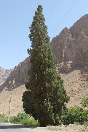 درخت سرو روستای شادکام بافق ثبت ملی شد