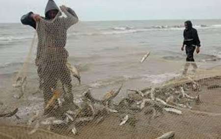 225 تن انواع ماهی استخوانی در شهرستان رودسر صید شد
