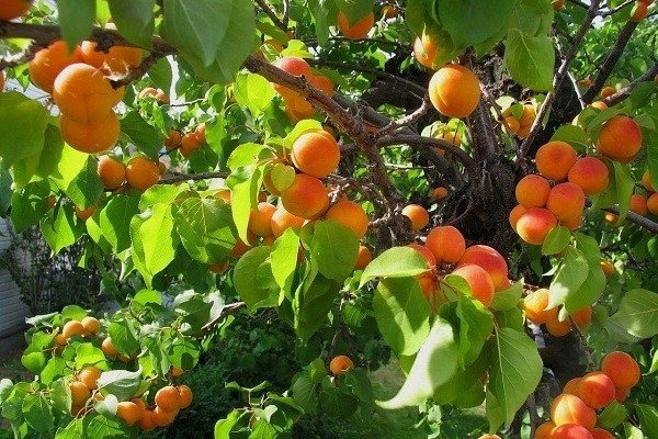 پیش‌بینی برداشت بیش از 22 هزار تن زردآلو از باغ های آذربایجان غربی   افزایش 62 درصدی تولید این محصول در استان