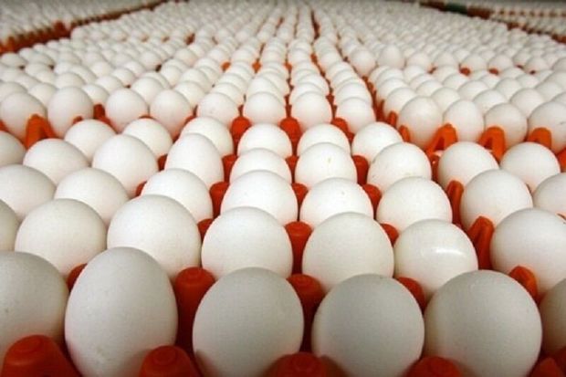 ۱١٠ کارتن تخم مرغ فاسد در ایرانشهر کشف شد