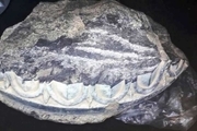 قطعه ای از یک ستون سنگی تاریخی در مرودشت کشف شد