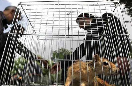 ممنوعیت خرید و فروش گونه‌های جانوری حیات وحش در ایام نوروز