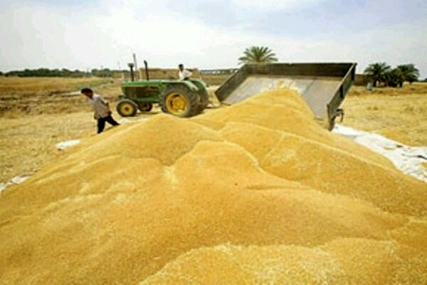 ۶۰ درصد از مطالبات گندم کاران استان مازندران پرداخت شد