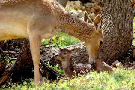 آغاززایش حیات وحش درفارس و اقدامات مراقبتی در مناطق حفاظت شده