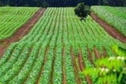 85 هزار تن محصول کشاورزی در گرمی مغان تولید می شود