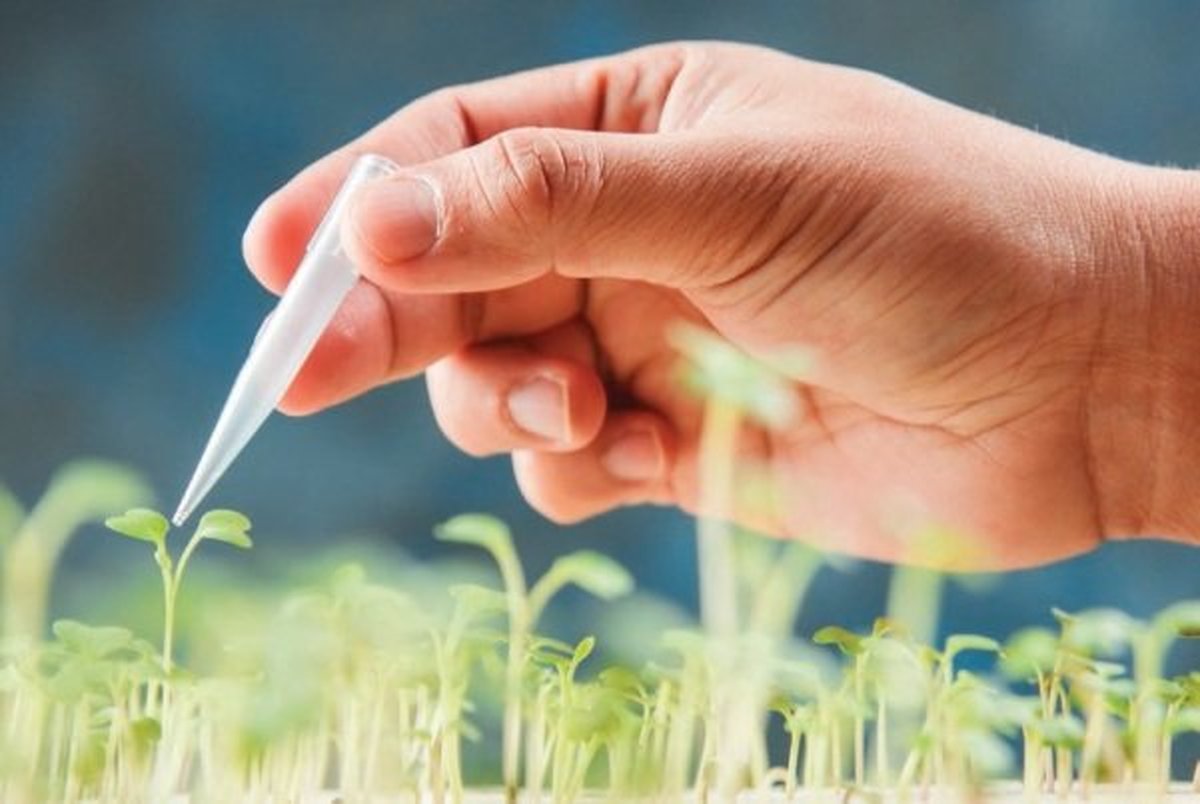 افزایش کارآیی فتوسنتز در گیاهان با مهندسی ژنتیک