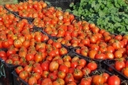 برداشت گوجه فرنگی از مزارع کامیاران 50 درصد افزایش یافت