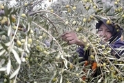 عملیات پیوند و سرشاخه کاری درختان زیتون در قزوین آغاز شد